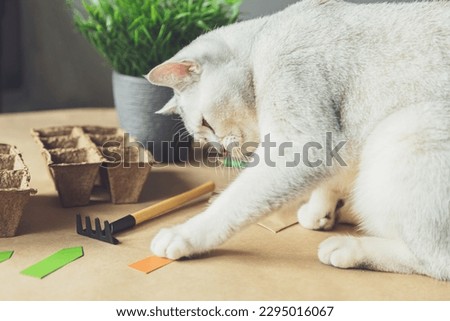 Curious British cat helps to plant seeds in the home garden. Friendship of a person with a pet, hobbies and agrarian life during the lockdown. The concept of ecological and plant economy.  Royalty-Free Stock Photo #2295016067