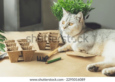 Curious British cat helps to plant seeds in the home garden. Friendship of a person with a pet, hobbies and agrarian life during the lockdown. The concept of ecological and plant economy.  Royalty-Free Stock Photo #2295016089