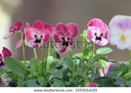 Pink flowers pansies on a flower bed in spring
