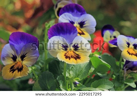 Purple flowers pansies on a flower bed in spring
