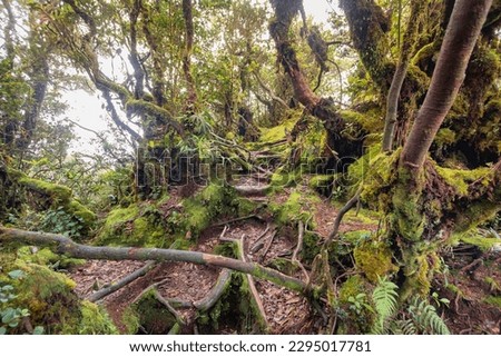 Mossy forest view during day time in Cameron Highland, Pahang Royalty-Free Stock Photo #2295017781
