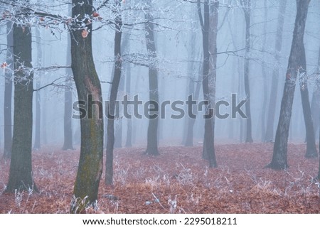 winter landscape with fog in the forest