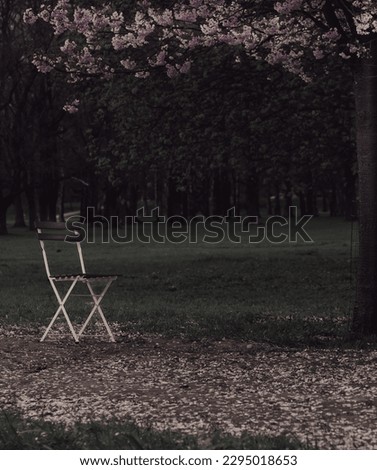 melancholy, a chair under a Japanese cherry tree, against a dark depressive background, art photography
