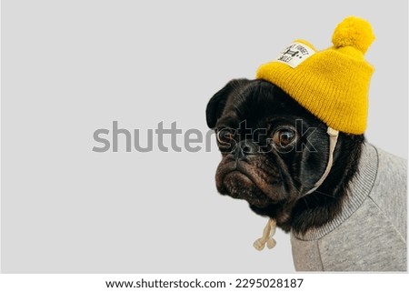 black pug dog in gray background

