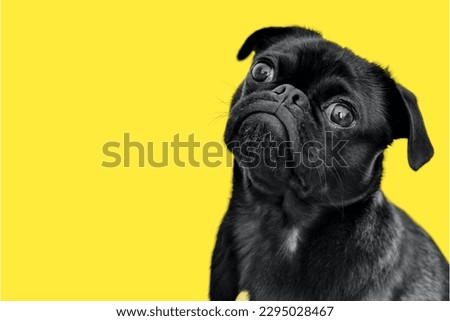 black pug dog in yellow background
