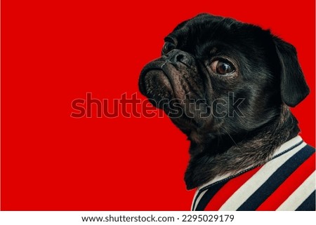 black pug dog wearing custome in red background
