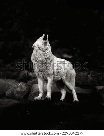A beautiful Arctic wolf (Canis lupus arctos) standing on rocks and howling in the dark forest