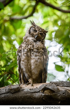 A vertical shot of a sleepy Shelley's eagle-owl