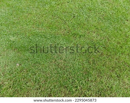Grass pictures with natural lighting