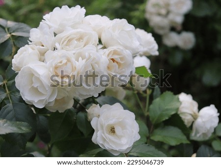 White color Hybrid Musk Rose Neige d'Ete flowers in a garden in July 2022 Royalty-Free Stock Photo #2295046739