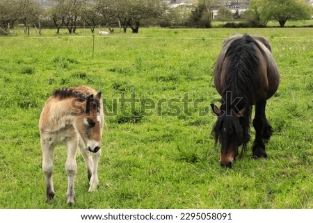 Picture of a mare and her foal grazing in the green meadows of Asturias.