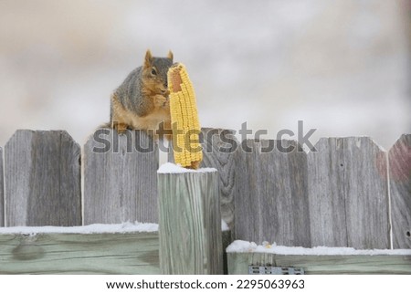 Grey squirrel in Colorado on a fencepost eating ear of dried corn.  Autumn photo of gray squirrel with tan background and faded wooden fence.  
