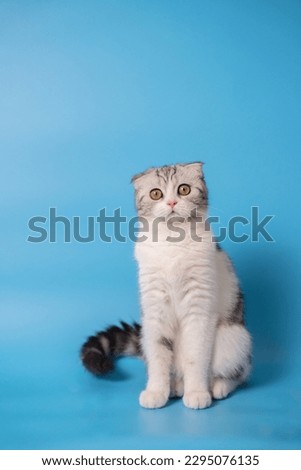 a black and white cat sitting in front of a blue background looking at camera. isolated