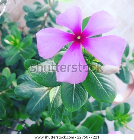 beautiful  flowers | happiness filling |Mood Changer | cute flowers |