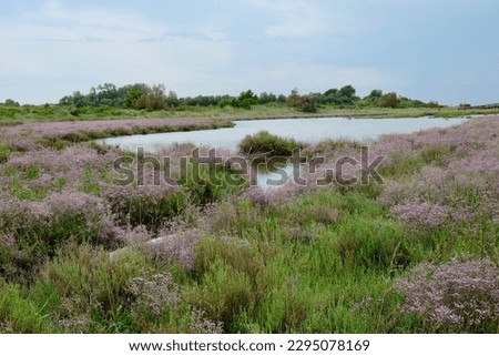 the lagoon nature and flowers