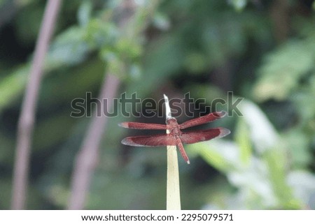 Dragonfly perching on a stick with blurry background in the nature