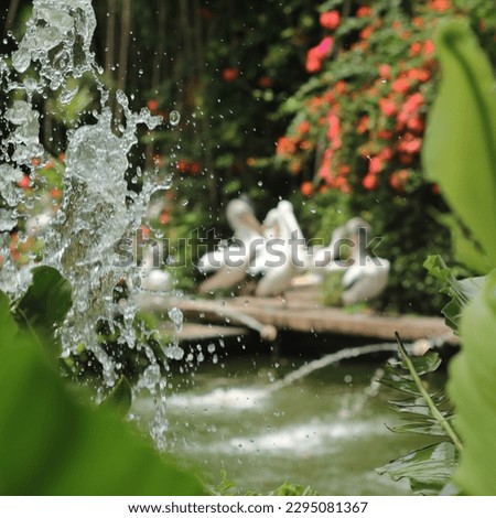 Splashing of a fountain in a pond of pelicans, captured in a high shutter speed.