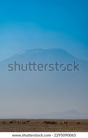 Wildebeests and zebras on the savannah in front of Mt. Kilimanjaro in Amboseli National Park Kenya Royalty-Free Stock Photo #2295090065