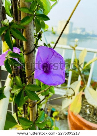 A purple flower is on a vine