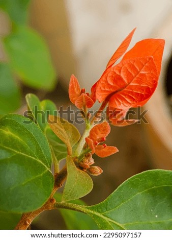 Natural red Bougainvillea flower buds