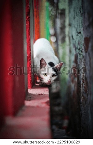 Natural pictures of street cats in Bangladesh