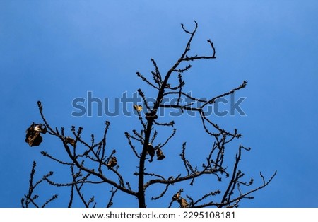 abstract background of defocused tree branches and clear sky