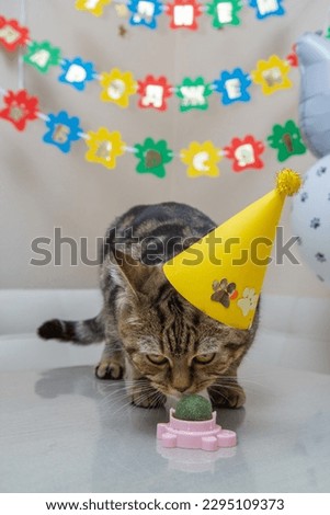 cat's birthday, the cat eats food on the table, the inscription on the garland "Happy Birthday Barsia"