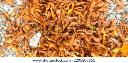 Dry leaves that fall, from plants planted in the yard of the house