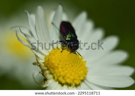 Small bug kissing the yellow flower