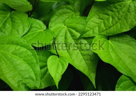 Green betel leaves, photos of a greenish betel leaf afternoon, some photos of large betel leaves, the usual betel leaf type Royalty-Free Stock Photo #2295123471