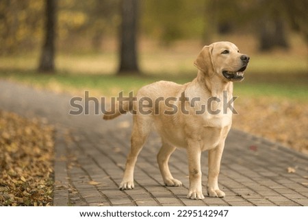 Biege Labrador dog walking in the park with autumn background 