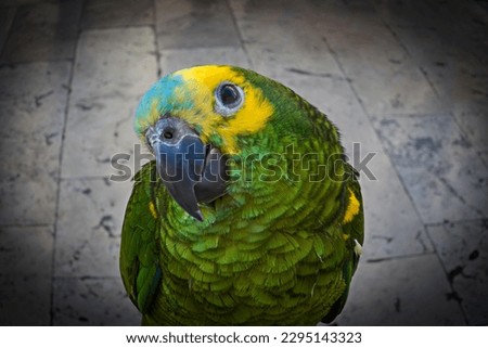 Close-Up of a Curious Parrot in Dubrovnik Old Town Royalty-Free Stock Photo #2295143323