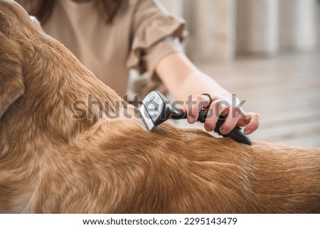girl combing the hair of her labrador dog. Grooming undercoat dogs. Labrador retriever. Concept hygiene and care for dogs. Problem spring molt pet. Royalty-Free Stock Photo #2295143479
