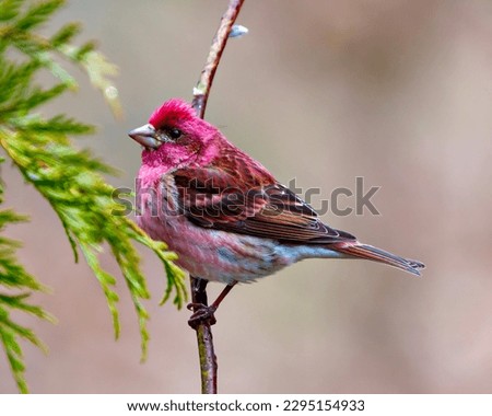Purple Finch male close-up side view, perched on a tree buds branch and displaying red colour plumage with a soft blur brown background in its environment and habitat surrounding. Finch Picture.

