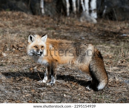Red fox close-up profile view in the springtime displaying fox tail, fur, in its environment and habitat with a blur birch trees background. Picture. Portrait. Photo. Fox Image.
