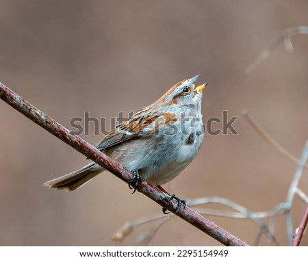American Tree Sparrow close-up view perched on a tree branch and singing and enjoying its environment and habitat surrounding with a blur brown background. Sparrow Picture.