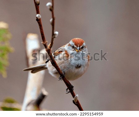 American Tree Sparrow close-up front view perched on a tree buds branch in its environment and habitat surrounding with a blur background. Sparrow Portrait.