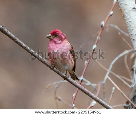 Purple Finch male close-up front view, perched on a branch displaying red colour plumage with a blur background in its environment and habitat surrounding. Finch Picture.

