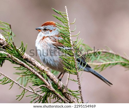 American Tree Sparrow close-up side view perched on a coniferous tree branch in its environment and habitat surrounding with a blur background. Sparrow Picture.