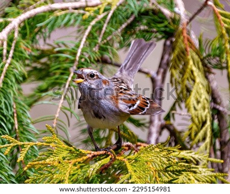 Chipping Sparrow perched on a cedar tree branch with spread wings and singing with open beak in its environment and habitat surrounding. Sparrow Picture.