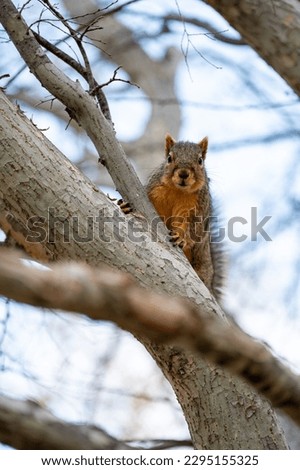 Red Squirrel in Tree Looking at Camera