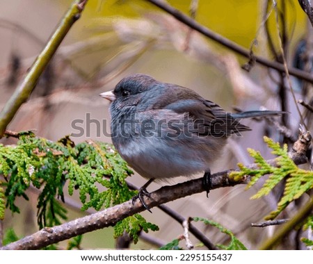 Slate Coloured Junco perched on a tree branch with a soft brown background in its environment and habitat surrounding and displaying multi coloured wings. Junco Picture.	 