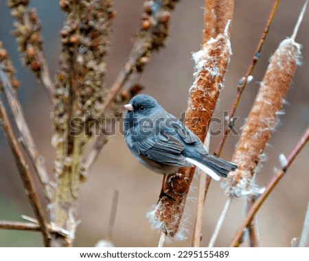 Slate Coloured Junco perched on cattails with a soft background in its environment and habitat surrounding and displaying multi coloured wings. Junco Picture.