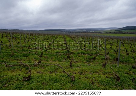 View of Champagne gran cru vineyards and Marne river near Ay village at winter, France