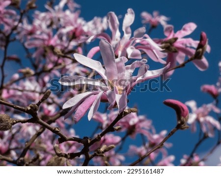 Close-up shot of the Pink star-shaped flowers of blooming Star magnolia - Magnolia stellata cultivar 'Rosea' in bright sunlight in early spring with dark blue sky in background