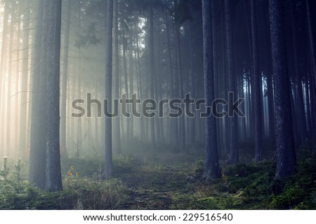 Road through a golden forest with fog and warm light Royalty-Free Stock Photo #229516540
