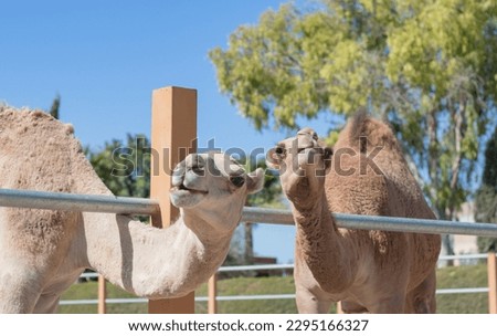 A camel in a pen in clear weather. zoo with wild animals. the face of a camel.
