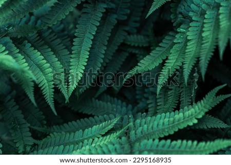 Perfect natural young fern leaves pattern background. Dark and moody feel. Top view. Copy space. Royalty-Free Stock Photo #2295168935