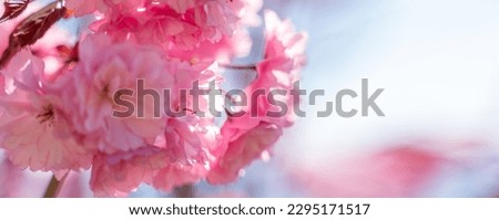 Double cherry blossoms in full bloom. A tree branch with flowers against a blue sky and the sun shines through the flowers.