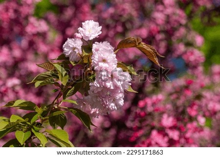Pink sakura flowers blooming on branches with green leaves and selective focus, blurred vibrant background. Sunny spring garden close-up